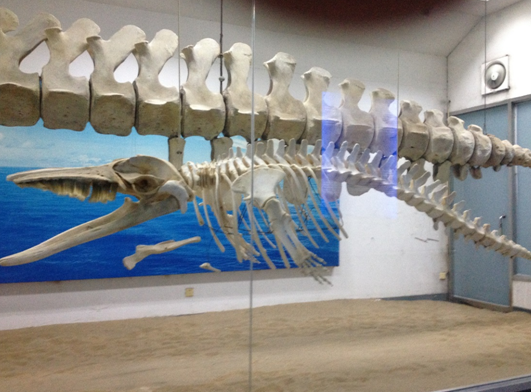 新奥官方网站浏览器